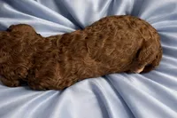 Curly Sue, a female Goldendoodle and Poodle - Standard  for sale in Lyons, GA – Photo 6 of 7