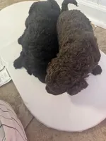 Curly Sue, a female Goldendoodle and Poodle - Standard  for sale in Lyons, GA – Photo 7 of 7