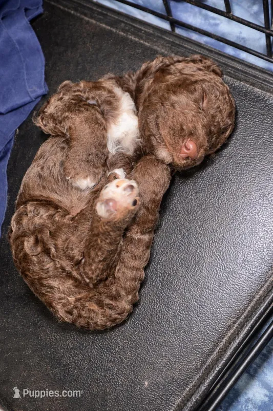Curly Sue, a female Goldendoodle and Poodle - Standard  for sale in Lyons, GA – Photo 1 of 7