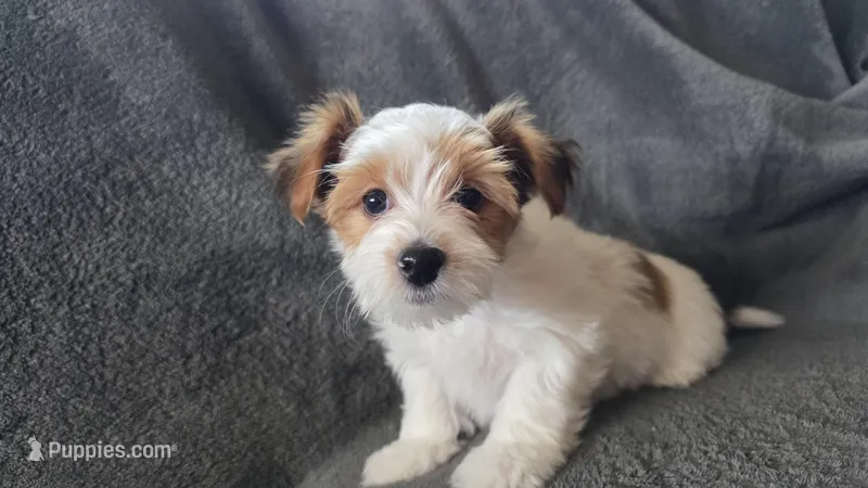 Della – Biewer puppy for sale in Littleton, CO