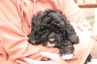 Rocky, a male Miniature Bernedoodle for sale in Lititz, PA – Photo 3 of 3
