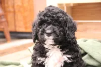 Rocky, a male Miniature Bernedoodle for sale in Lititz, PA – Photo 1 of 3
