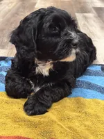 Bandit, a male Miniature Bernedoodle for sale in Lititz, PA – Photo 2 of 5