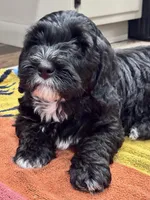 Bandit, a male Miniature Bernedoodle for sale in Lititz, PA – Photo 3 of 5