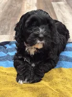 Bandit, a male Miniature Bernedoodle for sale in Lititz, PA – Photo 5 of 5