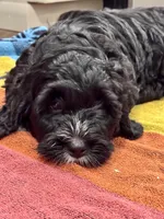 Bandit, a male Miniature Bernedoodle for sale in Lititz, PA – Photo 1 of 5