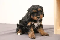 Teddy, a male Miniature Bernedoodle for sale in Lititz, PA – Photo 3 of 5