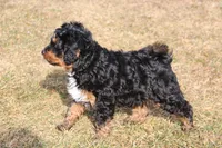 Teddy, a male Miniature Bernedoodle for sale in Lititz, PA – Photo 2 of 5