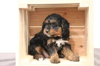 Teddy, a male Miniature Bernedoodle for sale in Lititz, PA – Photo 5 of 5