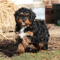 Teddy, a male Miniature Bernedoodle for sale in Lititz, PA – Photo 1 of 5
