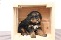 Teddy, a male Miniature Bernedoodle for sale in Lititz, PA – Photo 4 of 5