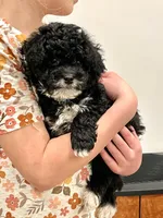 Cooper, a male Miniature Bernedoodle for sale in Lititz, PA – Photo 1 of 6