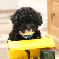 Cooper, a male Miniature Bernedoodle for sale in Lititz, PA – Photo 5 of 6