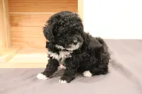 Cooper, a male Miniature Bernedoodle for sale in Lititz, PA – Photo 4 of 6