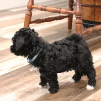 Cooper, a male Miniature Bernedoodle for sale in Lititz, PA – Photo 6 of 6