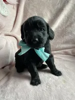 Shadow , a male Bernedoodle and Miniature Goldendoodle for sale in Orfordville, WI – Photo 1 of 4