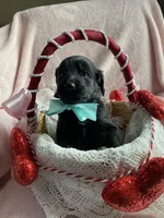 Shadow , a male Bernedoodle and Miniature Goldendoodle for sale in Orfordville, WI – Photo 4 of 4
