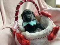 Shadow , a male Bernedoodle and Miniature Goldendoodle for sale in Orfordville, WI – Photo 3 of 4