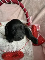 Shadow , a male Bernedoodle and Miniature Goldendoodle for sale in Orfordville, WI – Photo 2 of 4