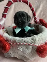 Coal , a male Bernedoodle and Miniature Goldendoodle for sale in Orfordville, WI – Photo 4 of 4