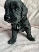 Coal , a male Bernedoodle and Miniature Goldendoodle for sale in Orfordville, WI – Photo 3 of 4