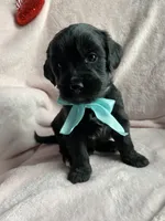 Coal , a male Bernedoodle and Miniature Goldendoodle for sale in Orfordville, WI – Photo 2 of 4