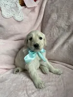 Biscuit, a male Bernedoodle and Miniature Goldendoodle for sale in Orfordville, WI – Photo 3 of 3