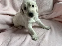 Biscuit, a male Bernedoodle and Miniature Goldendoodle for sale in Orfordville, WI – Photo 1 of 3