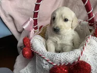 Biscuit, a male Bernedoodle and Miniature Goldendoodle for sale in Orfordville, WI – Photo 2 of 3
