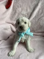 Buddy, a male Bernedoodle and Miniature Goldendoodle for sale in Orfordville, WI – Photo 2 of 3