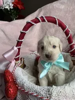 Buddy, a male Bernedoodle and Miniature Goldendoodle for sale in Orfordville, WI – Photo 1 of 3