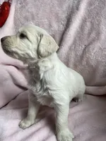 Buddy, a male Bernedoodle and Miniature Goldendoodle for sale in Orfordville, WI – Photo 3 of 3