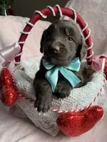 Timber, a male Bernedoodle and Miniature Goldendoodle for sale in Orfordville, WI – Photo 1 of 4