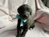 Timber, a male Bernedoodle and Miniature Goldendoodle for sale in Orfordville, WI – Photo 2 of 4