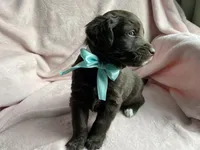 Timber, a male Bernedoodle and Miniature Goldendoodle for sale in Orfordville, WI – Photo 3 of 4