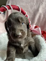 Timber, a male Bernedoodle and Miniature Goldendoodle for sale in Orfordville, WI – Photo 4 of 4