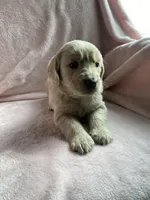 Goldilocks , a female Bernedoodle and Miniature Goldendoodle for sale in Orfordville, WI – Photo 4 of 5