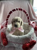 Goldilocks , a female Bernedoodle and Miniature Goldendoodle for sale in Orfordville, WI – Photo 2 of 5