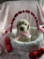 Goldilocks , a female Bernedoodle and Miniature Goldendoodle for sale in Orfordville, WI – Photo 1 of 5