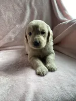 Goldilocks , a female Bernedoodle and Miniature Goldendoodle for sale in Orfordville, WI – Photo 3 of 5