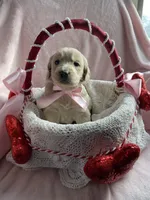Goldilocks , a female Bernedoodle and Miniature Goldendoodle for sale in Orfordville, WI – Photo 5 of 5