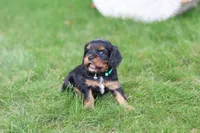 Mike, a male Cavalier King Charles Spaniel for sale in Argos, IN – 2 of 7