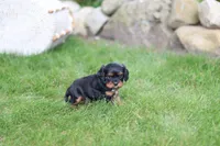 Mike, a male Cavalier King Charles Spaniel for sale in Argos, IN – 5 of 7