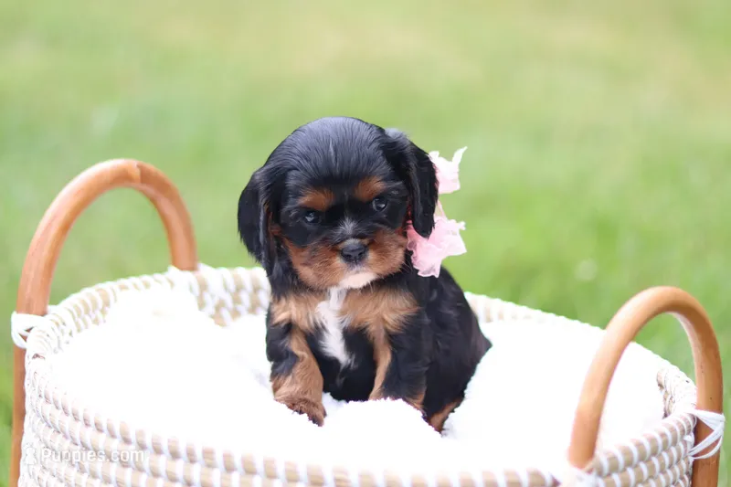 Missy – Cavalier King Charles Spaniel puppy for sale in Argos, IN