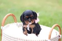 Missy, a female Cavalier King Charles Spaniel for sale in Argos, IN – 1 of 6