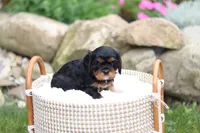 Max, a male Cavalier King Charles Spaniel for sale in Argos, IN – 6 of 8
