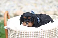 Max, a male Cavalier King Charles Spaniel for sale in Argos, IN – 3 of 8