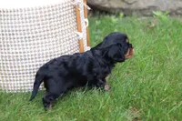 Max, a male Cavalier King Charles Spaniel for sale in Argos, IN – 5 of 8
