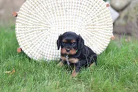 Mike, a male Cavalier King Charles Spaniel for sale in Argos, IN – 4 of 7