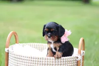 Missy, a female Cavalier King Charles Spaniel for sale in Argos, IN – 2 of 6